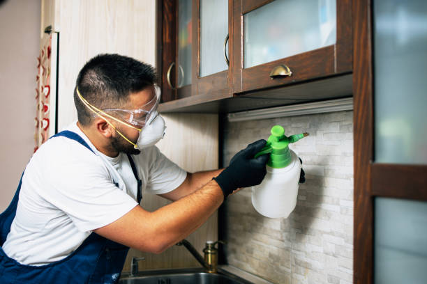 Best Rat Extermination Near Me  in Celina, OH