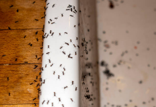 Best Wildlife Control Services  in Celina, OH