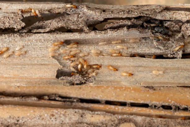 Flea Control Services in Celina, OH